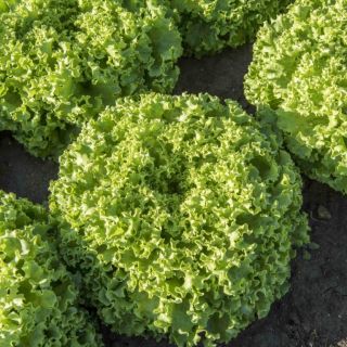 Compra LECHUGA GOTHAM Pildorada (5.000 Semillas) en la tienda online Fito Agrícola