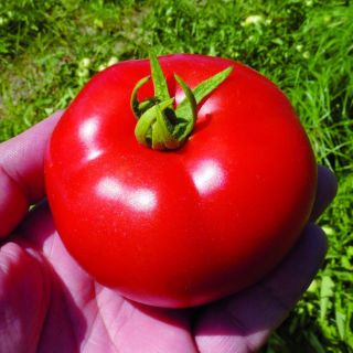 Compra TOMATE TYFRANE F1 BIO (1000 Semillas). en la tienda online Fito Agrícola