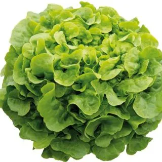 Compra LECHUGA ONNICE Pildorada (5.000 Semillas) en la tienda online Fito Agrícola