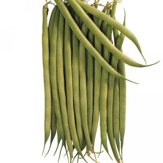 Compra JUDÍA CUPIDÓN BIO (1 Kgr.). en la tienda online Fito Agrícola