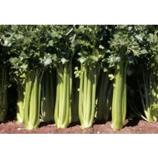 Compra APIO PLEIN BLANC LEPAGE Sel. Oregon SPL Pildorado (1.000 Sem.) en la tienda online Fito Agrícola