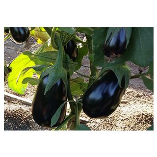 Compra BERENJENA BRÚJULA F1 (500 Semillas) en la tienda online Fito Agrícola