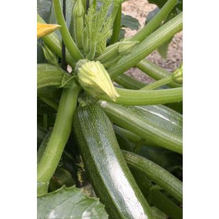 Compra CALABACÍN BAHÍA F1 (500 Semillas). en la tienda online Fito Agrícola