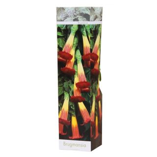 Compra BRUGMANSIA SANGUINA (1 Unid.). en la tienda online Fito Agrícola
