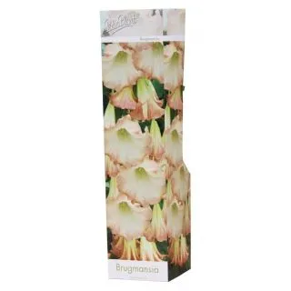 Compra BRUGMANSIA SUAVOLENS (1 Unid.). en la tienda online Fito Agrícola
