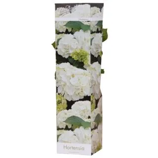 Compra HORTENSIA BLANCA (1 Unid.). en la tienda online Fito Agrícola