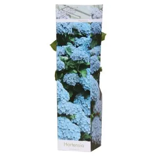 Compra HORTENSIA AZUL (1 Unid.). en la tienda online Fito Agrícola