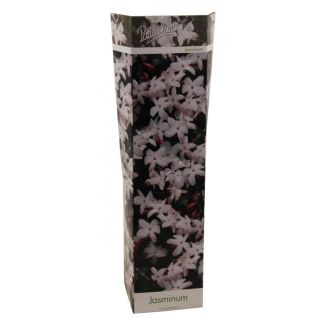 Compra JAZMÍN OFFICINALE (1 Unid.). en la tienda online Fito Agrícola