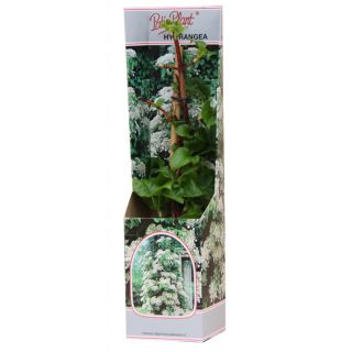 Compra HORTENSIA TREPADORA (1 Unid.). en la tienda online Fito Agrícola
