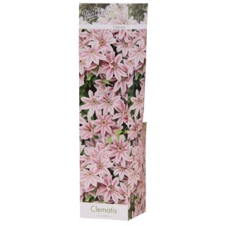 Compra CLEMATIS BICOLOR NELLY MOSER (1 Unid.). en la tienda online Fito Agrícola