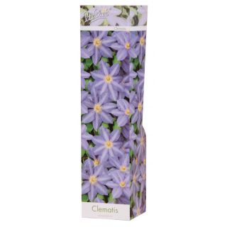 Compra CLEMATIS LIGHTBLUE JUSTA (1 Unid.) en la tienda online Fito Agrícola