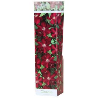 Compra CLEMATIS ROJA VILLE DE LYON (1 Unid.). en la tienda online Fito Agrícola