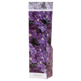 Compra CLEMATIS VIOLETA POLISH SPIRIT (1 Unid.). en la tienda online Fito Agrícola