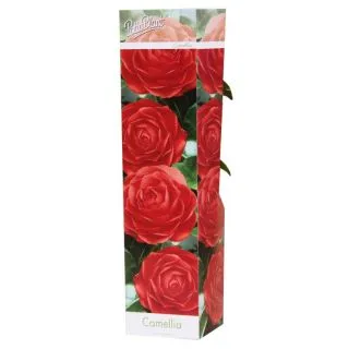Compra CAMELIA ROJA DR KING (1 Unid.). en la tienda online Fito Agrícola