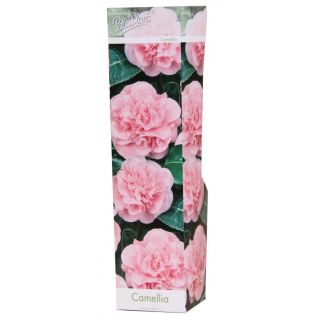 Compra CAMELIA ROSA BONOMIANA (1 Unid.). en la tienda online Fito Agrícola