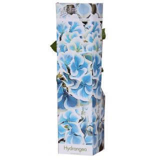 Compra HORTENSIA AZUL-BLANCA BAVARIA (1 Unid.) en la tienda online Fito Agrícola