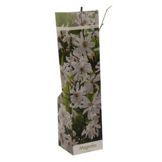 Compra MAGNOLIA STELLATA (1 Unid.). en la tienda online Fito Agrícola