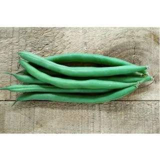 Compra JUDÍA BARCINO (100.000 Semillas). en la tienda online Fito Agrícola