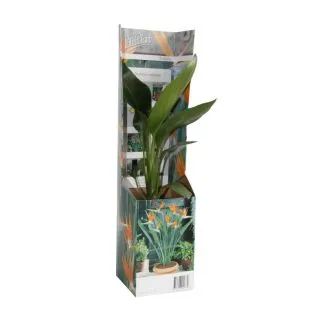 Compra AVE DEL PARAÍSO (1 Unid.) en la tienda online Fito Agrícola