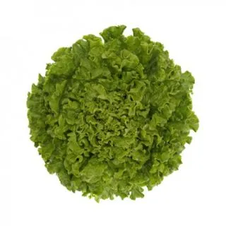 Compra LECHUGA ALISION RZ Pildorada (5.000 Semillas). en la tienda online Fito Agrícola