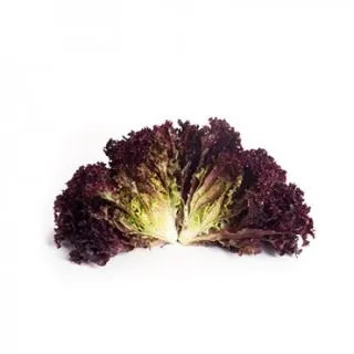 Compra LECHUGA CARNELIAN RZ Pildorada (5.000 Semillas). en la tienda online Fito Agrícola
