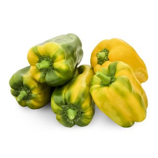 Compra PIMIENTO SEOUL F1 (1.000 Semillas). en la tienda online Fito Agrícola