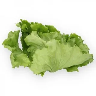 Compra LECHUGA XUPINAS RZ Pildorada (5.000 Semillas) en la tienda online Fito Agrícola