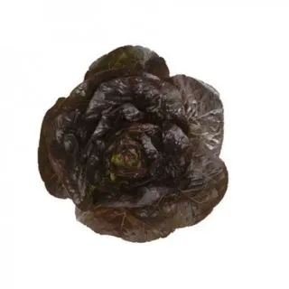 Compra LECHUGA ALAINE RZ Pildorada (5.000 Semillas) en la tienda online Fito Agrícola