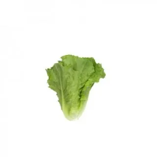 Compra LECHUGA COLANZI RZ Pildorada (5.000 Semillas) en la tienda online Fito Agrícola