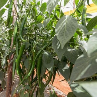 Compra PIMIENTO AVITAL RZ F1 Precisión (1000 Semillas). en la tienda online Fito Agrícola