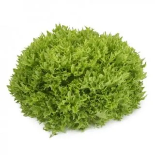 Compra LECHUGA EXOGRAPHIE RZ Pildorada (5.000 Semillas). en la tienda online Fito Agrícola