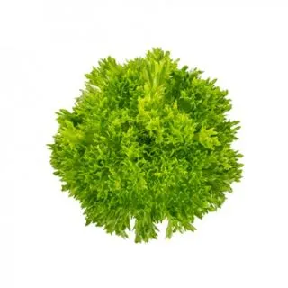 Compra LECHUGA ACUARIO RZ Pildorada (5.000 Semillas). en la tienda online Fito Agrícola