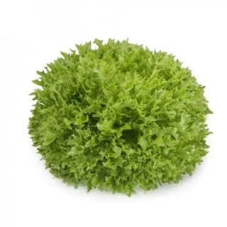 Compra LECHUGA EXTEMP RZ Pildorada (5.000 Semillas). en la tienda online Fito Agrícola