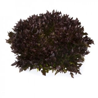 Compra LECHUGA VIDOTEX RZ Pildorada (5.000 Semillas). en la tienda online Fito Agrícola