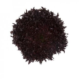 Compra LECHUGA FROSTEX RZ Pildorada (5.000 Semillas). en la tienda online Fito Agrícola