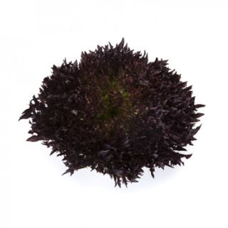 Compra LECHUGA BLASTEX RZ Pildorada (5.000 Semillas). en la tienda online Fito Agrícola