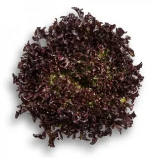 Compra LECHUGA CODEX RZ Pildorada (5.000 Semillas). en la tienda online Fito Agrícola