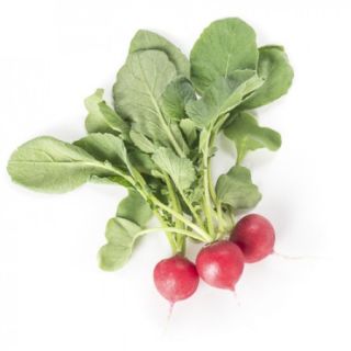 Compra RABANITO BELSAY RZ F1 Precisión (25.000 Semillas) en la tienda online Fito Agrícola