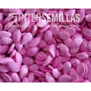 Compra CALABAZA SHINTOZA F-1 (1.000 Semillas) en la tienda online Fito Agrícola