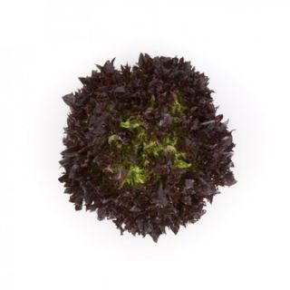 Compra LECHUGA HAFLEX RZ Pildorada (5.000 Semillas). en la tienda online Fito Agrícola