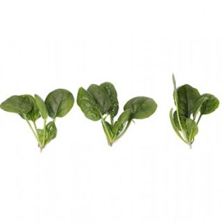 Compra ESPINACA BUDGERIGAR (1.000.000 Semillas) en la tienda online Fito Agrícola