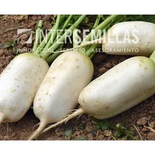 Compra RÁBANITO SWEET ACRE F1 (5.000 Semillas). en la tienda online Fito Agrícola