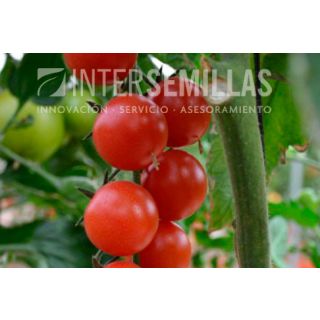 Compra TOMATE BINGO F-1 (1000 Semillas). en la tienda online Fito Agrícola