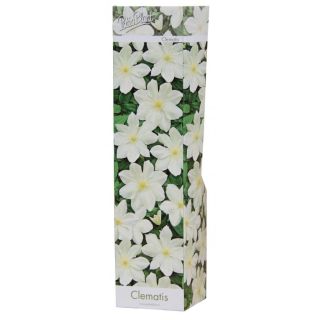 Compra CLEMATIS BLANCA GEURNSEY CREAM (1 Unid.) en la tienda online Fito Agrícola