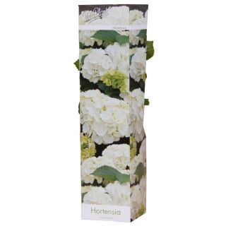 Compra HORTENSIA BLANCA (1 Unid.) en la tienda online Fito Agrícola