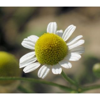 Compra MANZANILLA ECOLÓGICA (50 gr.). en la tienda online Fito Agrícola