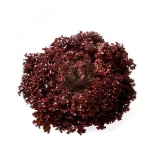 Compra LECHUGA AMANDINE RZ Pildorada (5.000 Semillas). en la tienda online Fito Agrícola