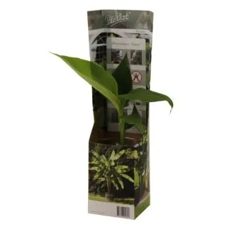 Compra BANANO MUSA BASJOO (1 Unid.) en la tienda online Fito Agrícola