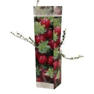 Compra ARANDANO ROJO (1 Unid.) en la tienda online Fito Agrícola