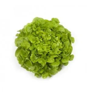 Compra LECHUGA KIRINIA RZ Pildorada (5.000 Semillas). en la tienda online Fito Agrícola